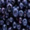 WILD BLUEBERRY - Image 2