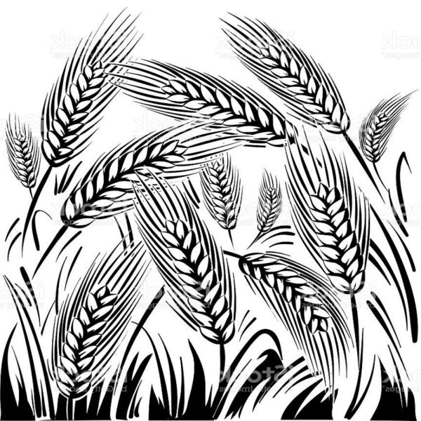 ORGANIC BLACK WHEAT DALIYA - Image 2