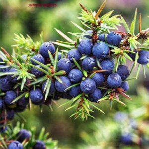 WILD JUNIPER BERRIES