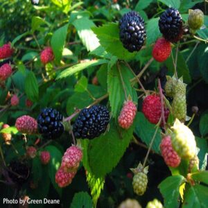 WILD BLACKBERRY